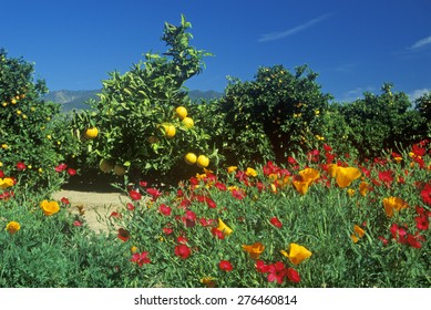 Spring flowers in Orange Groves, Ventura County, CA