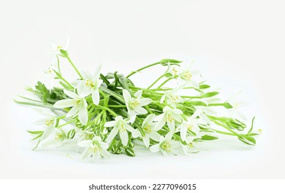 Spring flowers of Ornithogalum umbellifera on a white background. - Shutterstock ID 2277096015