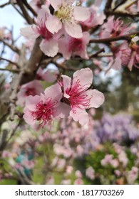 Spring Flowers In Parramatta Park