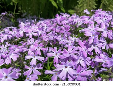 Spring flowers of phloxi creeping. Creeping phlox. Flowers of phloxi in the garden. Purple flowers in May.