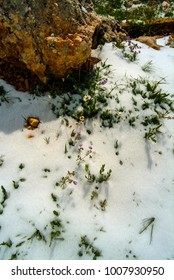 Spring flowers push through the snow after an unexpected late season blizzard on the slopes of Lebanon's highest peak, Qurnat as Sawda.