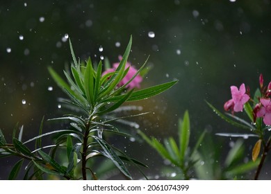 Spring Flowers Rain Drops, Abstract Soft Background Flowers Fresh Rain