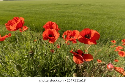 spring flowers of red poppy during flowering, field with red poppies and green grass - Powered by Shutterstock