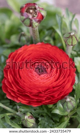 Spring flowers - Red ranunculus flowers in spring