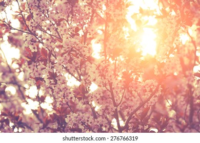 Spring Flowers. Shallow Depth Of Field.