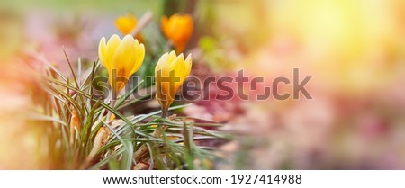 Spring flowers small yellow crocuses close-up sun rays wide horizontal banner blurred background soft selective focus defocus free space for text