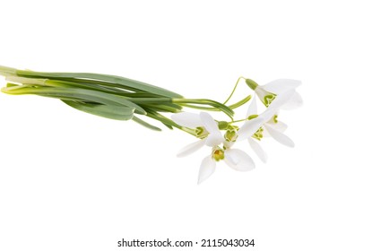 spring flowers snowdrop isolated on white background
