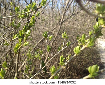 
spring flowers tree