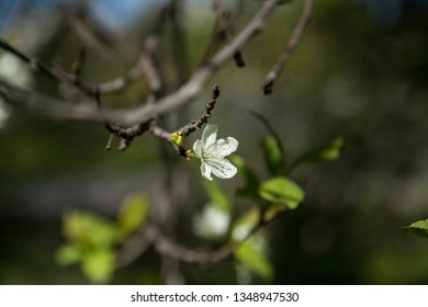 spring flowers in the trees