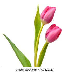 Spring Flowers Tulips Isolated On White Background