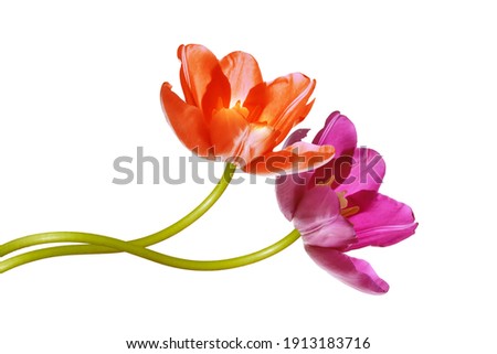 Similar – Tulip pink red Plant