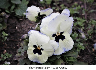 Spring flowers. Viola.