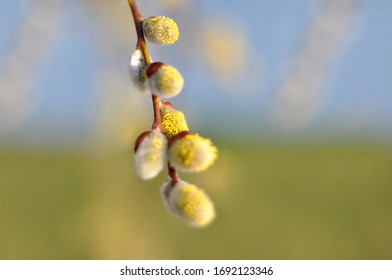 Spring Flowers When Nature Reborn