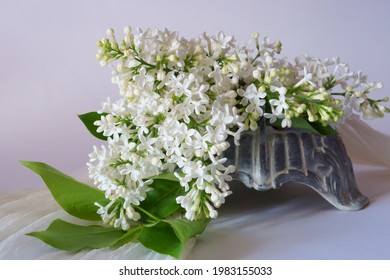 Spring Flowers, White Lilac In The Vase, Syringa Vulgaris	
