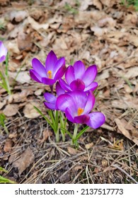 Spring Flowers, Wild Crocuses. Crocus Scepusiensis.