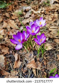 Spring Flowers, Wild Crocuses. Crocus Scepusiensis.