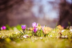 Spring Flowers In The Wild Nature. Crocus In Spring Time. Copy Space, Ideal For Postcard.