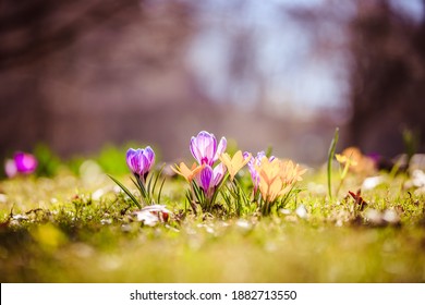 Spring flowers in the wild nature. Crocus in spring time. Copy space, ideal for postcard. - Shutterstock ID 1882713550