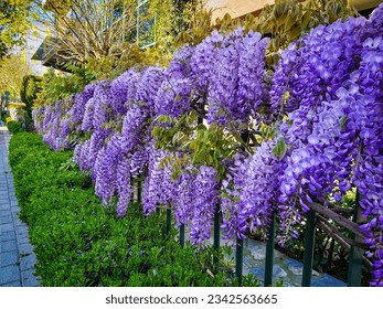 La glicinia las flores