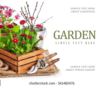 Spring flowers in wooden bucket with garden tools. Isolated on white background