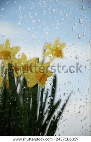 spring flowers yellow daffodils outside the window in the rain as a gardening concept, free space for text.