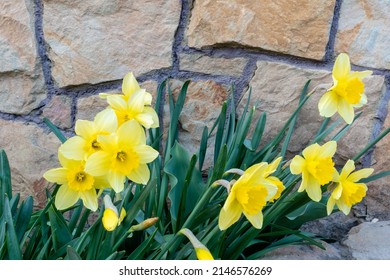 Spring Flowers Of Yellow Daffodils Swaying By Gentle Wind On Background Of Stone Wall