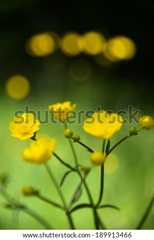 Similar – bluring wildflowers