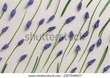 Spring flowery minimal flat lay from Muscari flowers. Blue blooming florets on beige background, pattern. Beautiful spring flower grape hyacinth close-up, delicate blooms bouquet, aesthetic top view