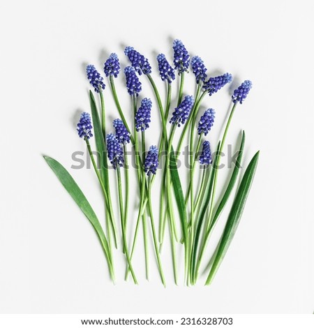 Spring flowery minimal flat lay from Muscari flowers. Blue blooming florets on white background. Beautiful spring flower grape hyacinth close-up, delicate blooms bouquet, aesthetic top view pattern