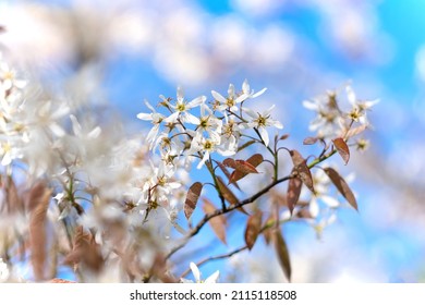 Spring Flurry On A Blue Sky Background