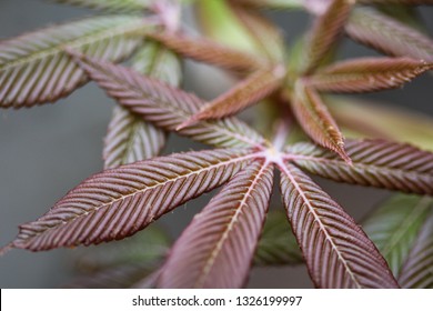 Spring Flush Of A Buckeye Tree Leaf 