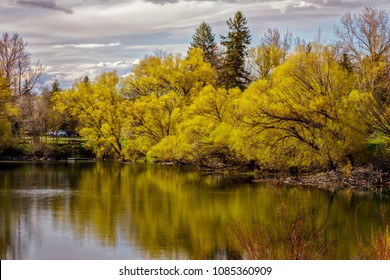 spring foliage along the Whitefish River, Montana