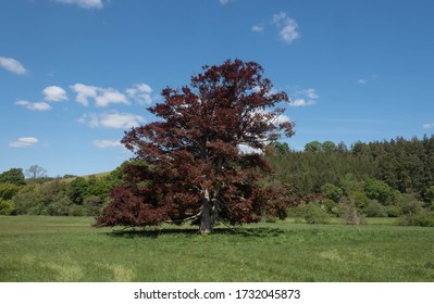 Spring Foliage of an Ancient Copper Beech Tree (Fagus sylvatica purpurea) Growing in a Field in a Countryside Landscape and a Bright Blue Sky Background in Rural Devon, England, UK