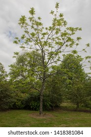 Spring Foliage Of A Black Walnut Tree (Juglans) In A Park In Rural Cornwall, England, UK