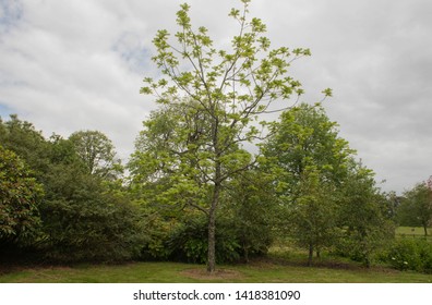 Spring Foliage Of A Black Walnut Tree (Juglans) In A Park In Rural Cornwall, England, UK