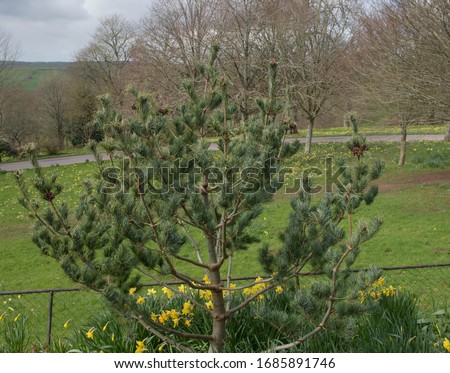 Spring Foliage and Brown Cones of a Dwarf Japanese White Pine Tree (Pinus parviflora 'Bonnie Bergman') Growing in a garden in Rural Devon, England, UK