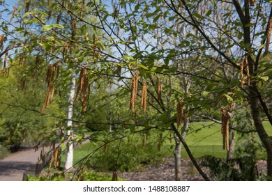 Spring Foliage And Catkins Of A Sweet Birch Tree (Betula Lenta) In A Woodland Garden In Rural Devon, England, UK