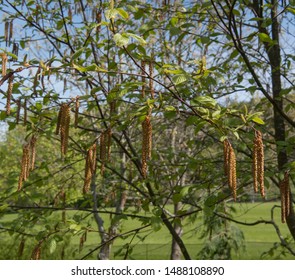 Spring Foliage And Catkins Of A Sweet Birch Tree (Betula Lenta) In A Woodland Garden In Rural Devon, England, UK