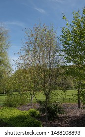 Spring Foliage And Catkins Of A Sweet Birch Tree (Betula Lenta) In A Woodland Garden In Rural Devon, England, UK