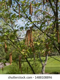 Spring Foliage And Catkins Of A Sweet Birch Tree (Betula Lenta) In A Woodland Garden In Rural Devon, England, UK