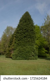 Spring Foliage of a Coniferous Evergreen Leylandii or Leyland Cypress Tree (Cupressus x leylandii) Growing in a Garden in Rural Devon, England, UK