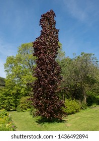 Spring Foliage Of Dawyck Purple Beech Tree (Fagus Sylvatica) In A Country Cottage Garden In Rural Devon, England, UK