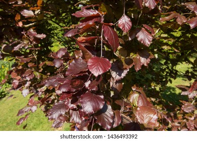 Spring Foliage of Dawyck Purple Beech Tree (Fagus sylvatica) in a Country Cottage Garden in Rural Devon, England, UK