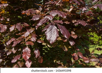 Spring Foliage Of Dawyck Purple Beech Tree (Fagus Sylvatica) In A Country Cottage Garden In Rural Devon, England, UK