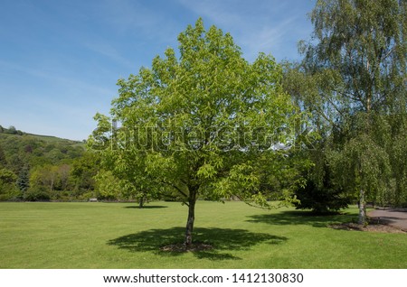 Spring Foliage and Flowers of an Ohio Buckeye Tree (Aesculus glabra 'October Red') in a Garden in Rural Devon, England, UK