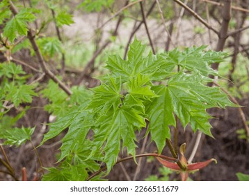 Spring foliage of Maple on branches, macro. Spring beauty of nature