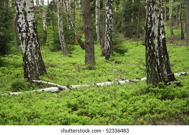 Spring forest