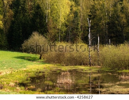 spring forest