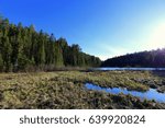 Spring forest and beaver pond in Algonquin Provincial Park, Ontario, Canada. Swamp, beaver dam. Natural reserve.
