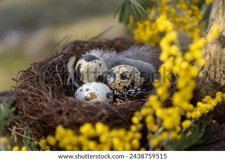 Spring, forest bird's nest on a branch with eggs.